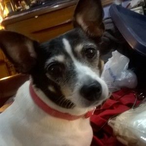 Meet your Posher, Anne